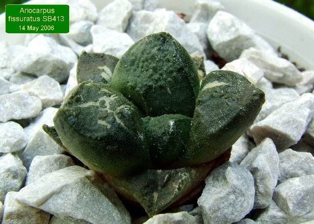 Ariocarpus_ fissuratus _SB413 _01